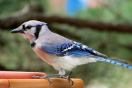 Blue-Jay